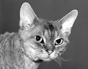 Парад мартовских котов