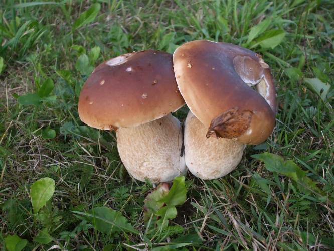 Caturtais stuosts. Zalts dobā, zalts klietī