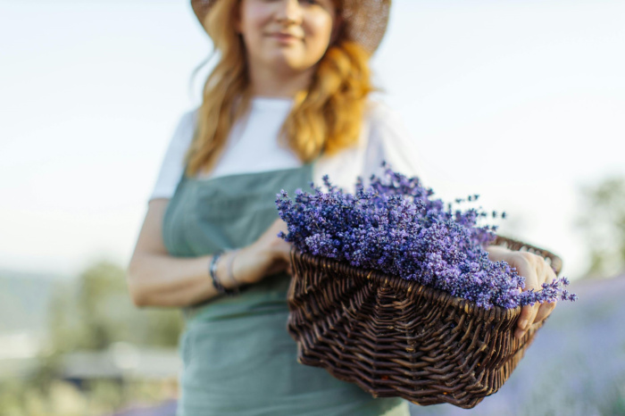 Lavanda aromterapijā – atbalsts veselības uzlabošanā