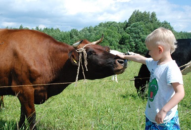 No kāda piena siesim Jāņu sieru?